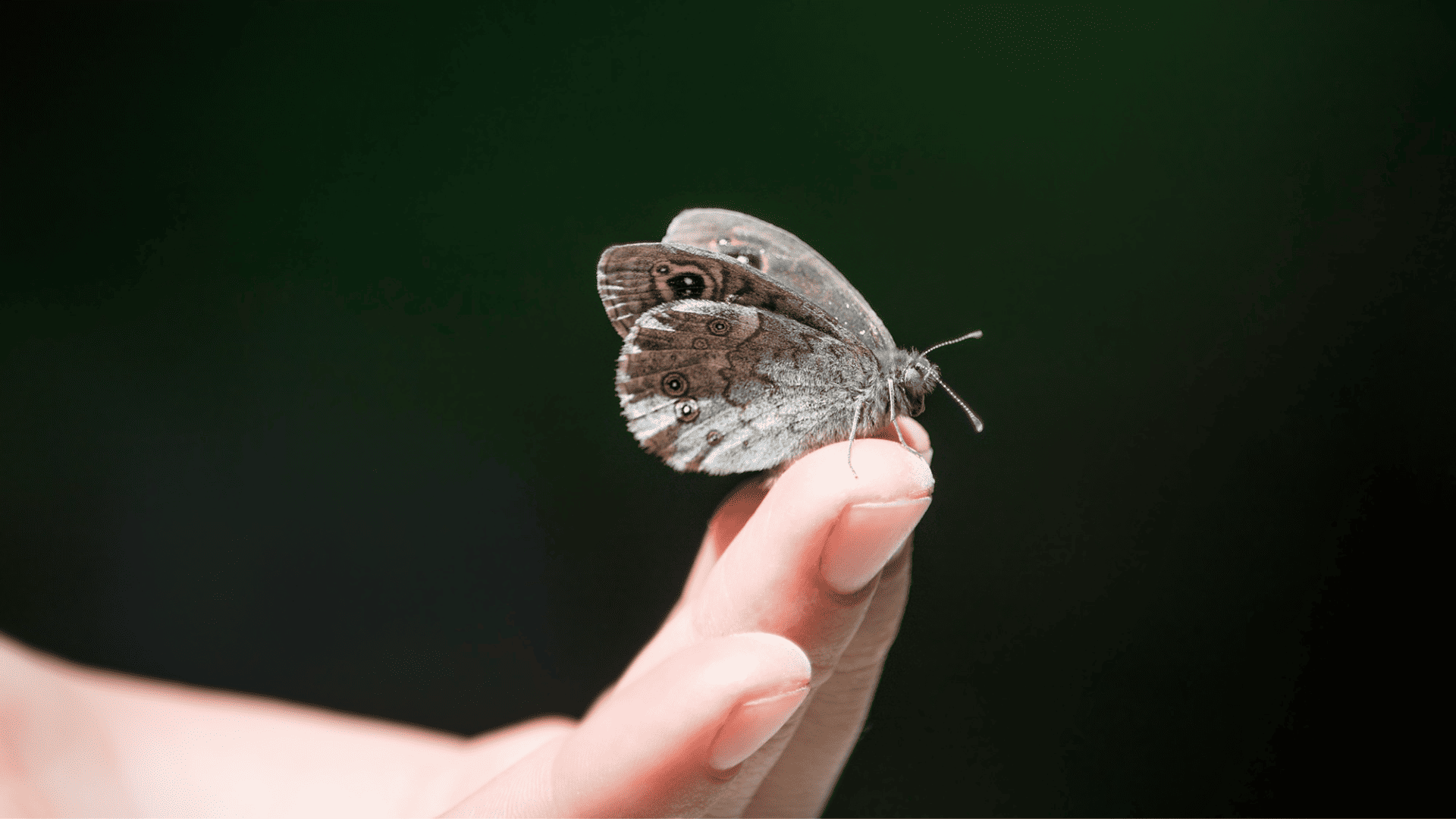 Auf einem Zeigefinger sitzt ein grauer Schmetterling