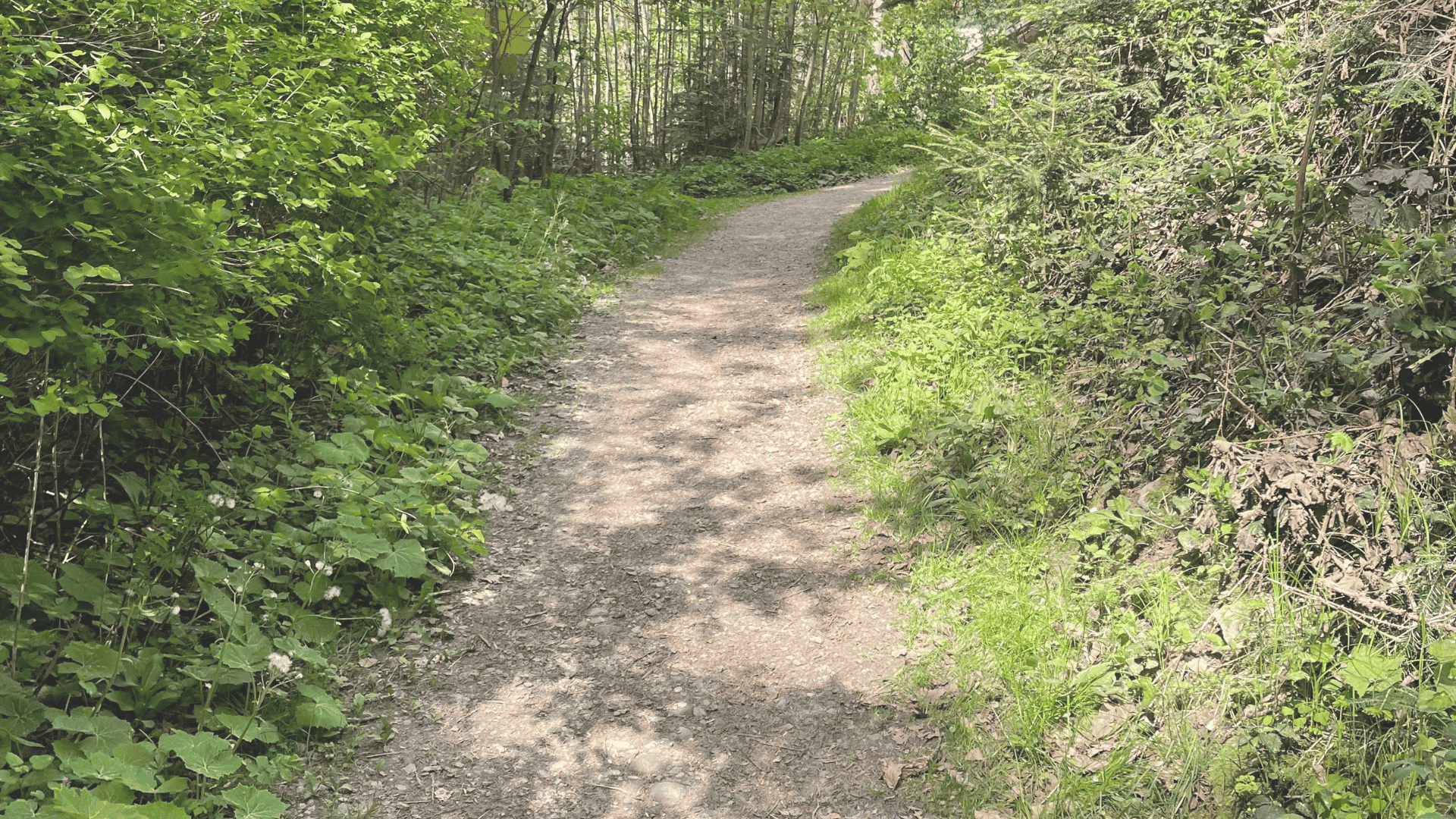 Ein kleiner Weg mit Kieselsteinen, der durch einen Wald führt